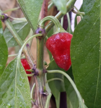 Habanero Tasmanian