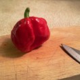 Trinidad Scorpion Moruga