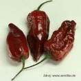 Naga Morich Chocolate